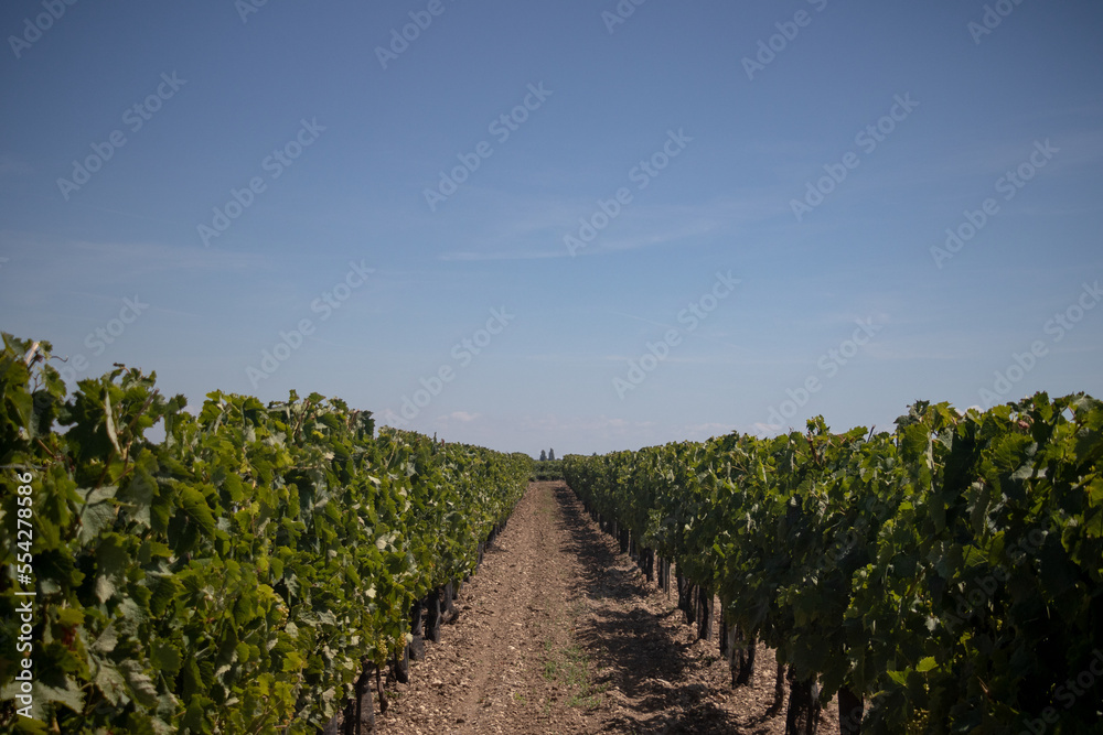 Long row of vines aligned in the fields of the Ile de Ré