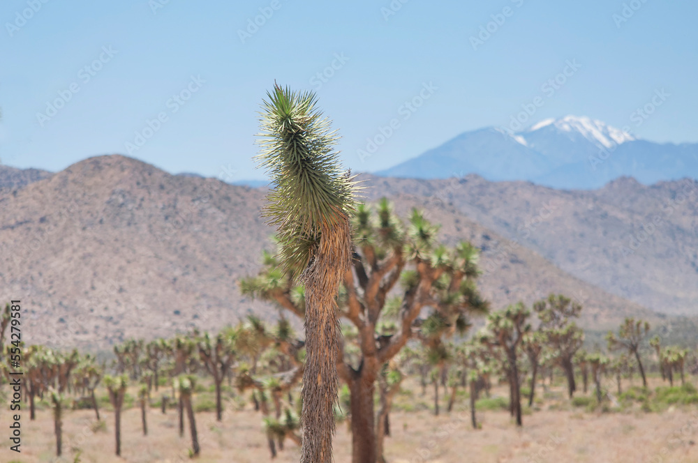 joshua tree national park yucca palm tree california