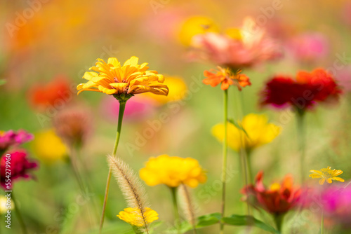 다양하고 아름다운 꽃 © Wrangler