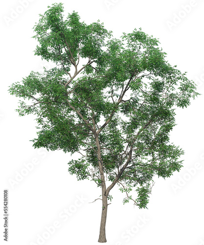 tree albero foglie verdi 