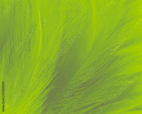 Beautiful abstract green feathers on white background, blue feather texture on dark pattern, green background, feather wallpaper, love theme, valentines day, green gradient texture