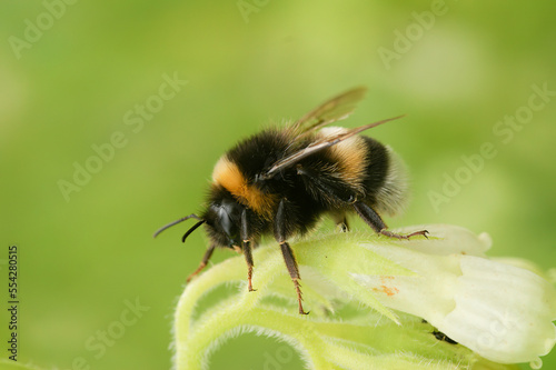 Closeup on a queen Buff-tailed bumblebee , Bombus terrestris , sitting on vegetation photo