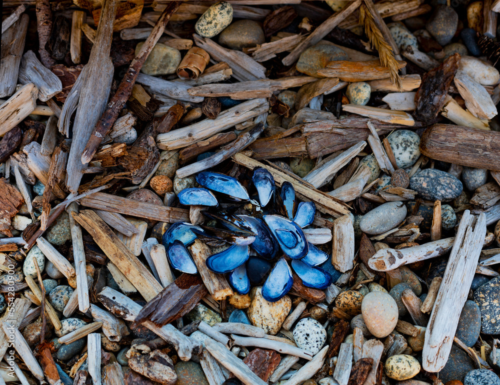 Close-up view of a variety of rocks, driftwood pieces and mollusk shells on a beach in Sargeant Bay Provincial Park along the Sunshine Coast of BC, Canada; British Columbia, Canada Close-up view of a variety of rocks, driftwood pieces and mollusk shells on a beach in Sargeant Bay Provincial Park along the Sunshine Coast of BC, Canada; British Columbia, Canada