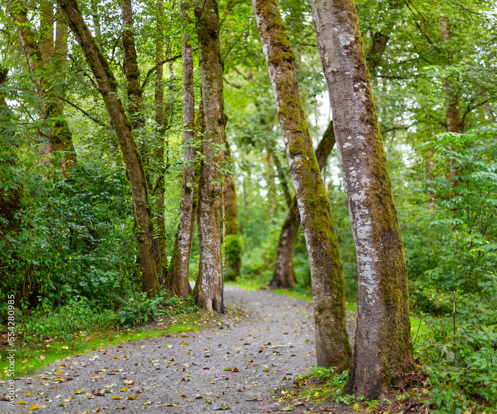 Trail through a lush forest, Derby Reach Regional Park; Langley, British Columbia, Canada Trail through a lush forest, Derby Reach Regional Park; Langley, British Columbia, Canada