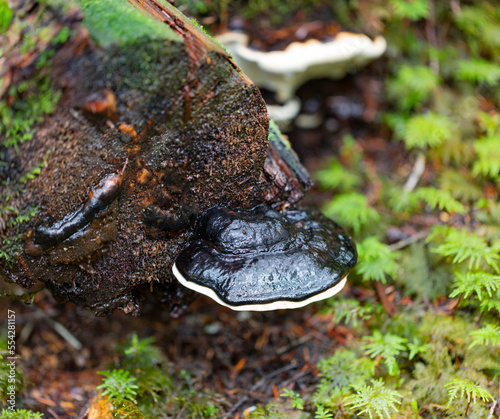 Close-up detail of a fungus growing from a wet log in a forest; British Columbia, Canada photo