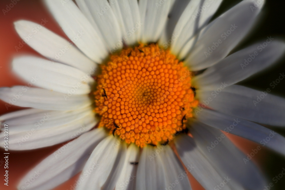 close up oВставить ключевые слова flower, daisy, nature, spring, plant, grass, summer, garden, yellow, camomile, flowers, flora, macro, beauty, field, petals, daisies, blossom, wild, blof daisy flower close up oВставить ключевые слова flower, daisy, nature, spring, plant, grass, summer, garden, yellow, camomile, flowers, flora, macro, beauty, field, petals, daisies, blossom, wild, blof daisy flower