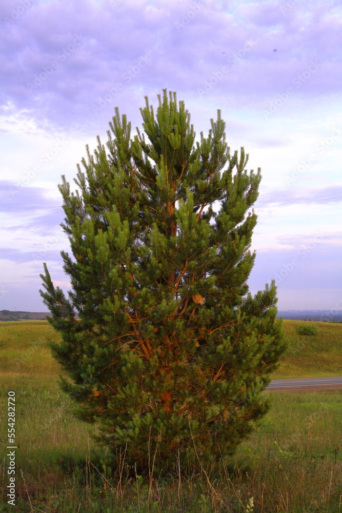Fluffy tree with pine needles on a green summer field and blue sky. scenery. spruce. aspen. the park. nursery. close-up.
Fluffy tree with pine needles on a green summer field and blue sky. scenery. spruce. aspen. the park. nursery. close-up.