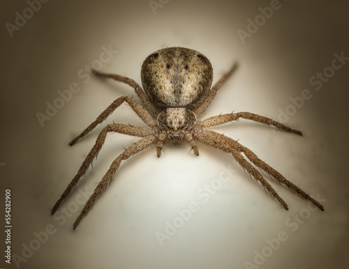 Warm Light Spider