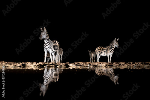 Zebras at a waterhole at night