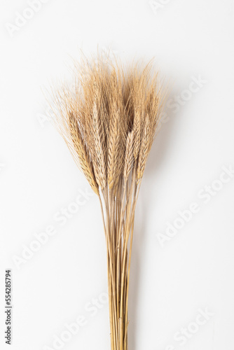 A bundle of wheat on a white background; Studio photo