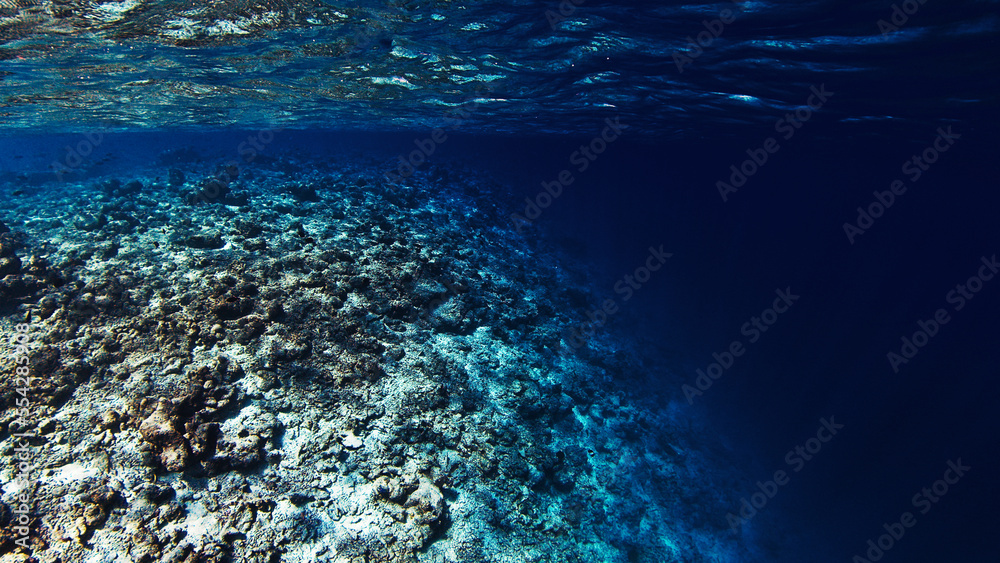 Dead coral reef with no animals