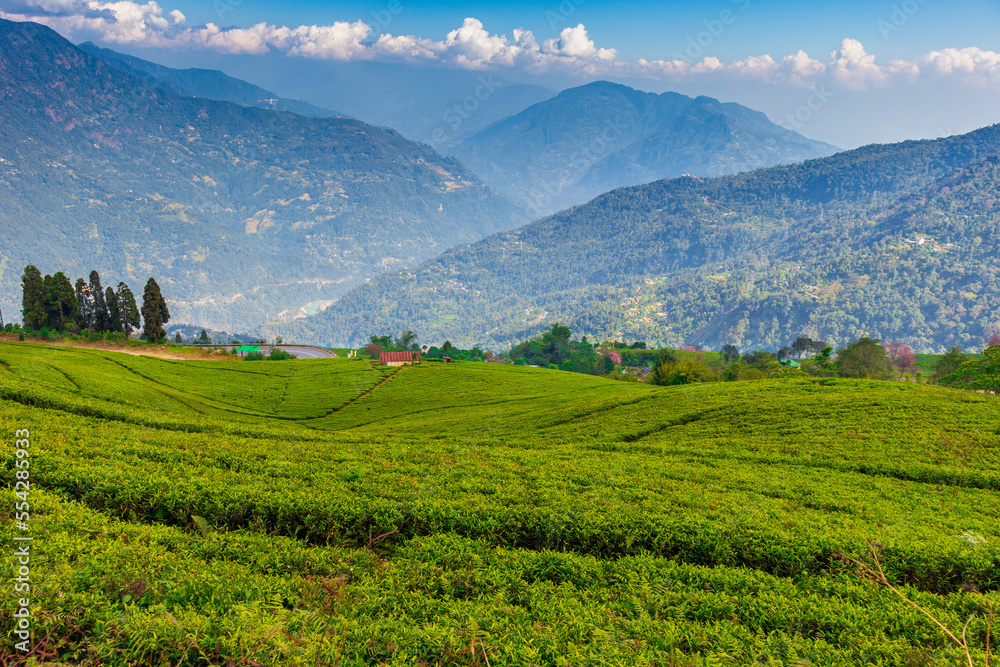 A view of a terrace green tea garden with distant blue mountains amid white clouds and clear blue sky.