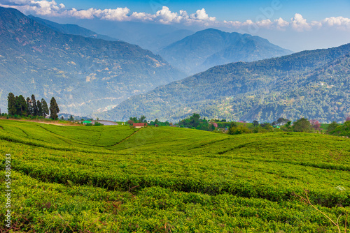 A view of a terrace green tea garden with distant blue mountains amid white clouds and clear blue sky.