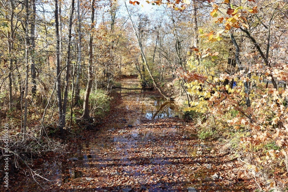 The creek in the forest on a sunny autumn day. The creek in the forest on a sunny autumn day.