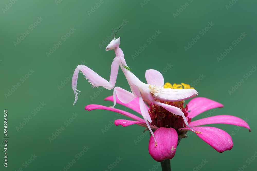 Flower Mantis or Orchid Mantis (Hymenopus coronatus) is a mantis from