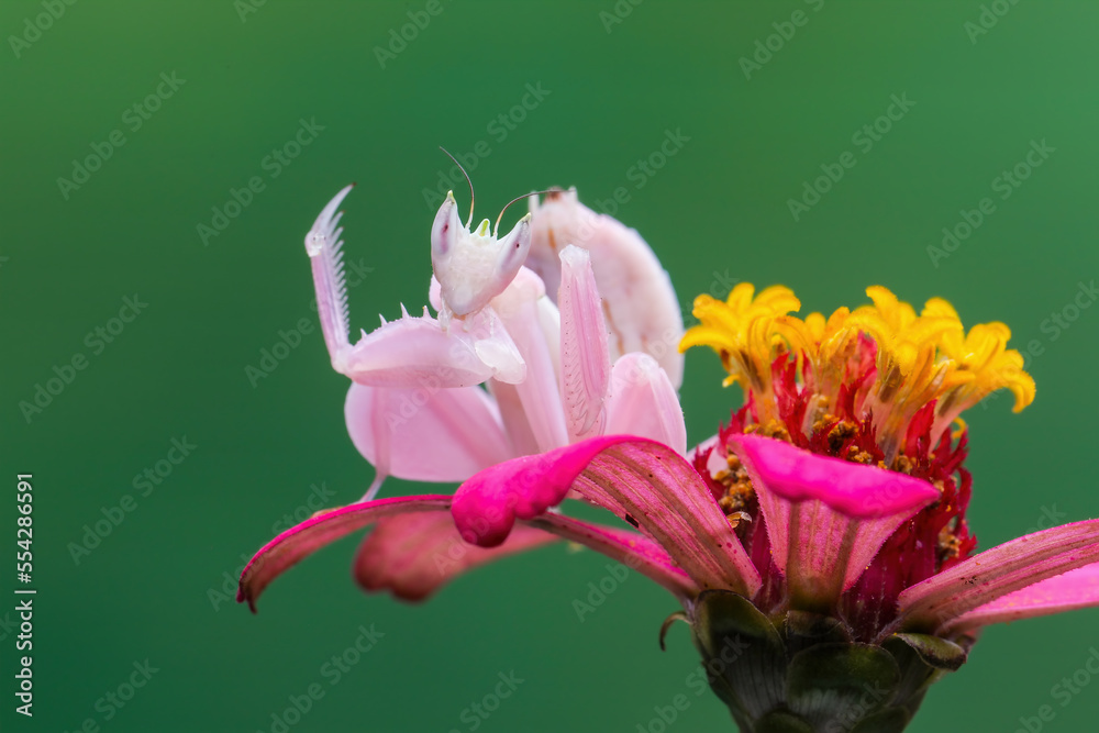 Flower Mantis or Orchid Mantis (Hymenopus coronatus) is a mantis from