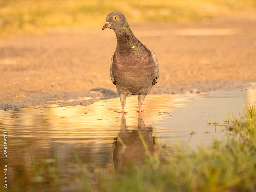 Obraz premium dove, pigeon portrait