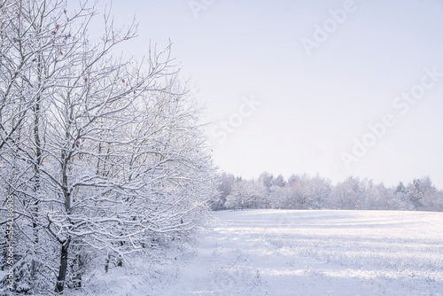 Frosty trees along a meadow