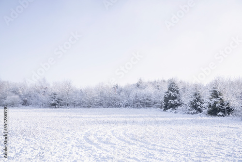Winter landscape with three small pine trees