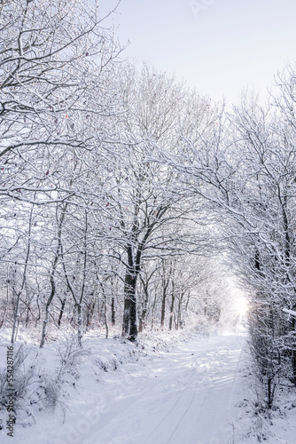 Snowy trail surrounded by snow covered trees