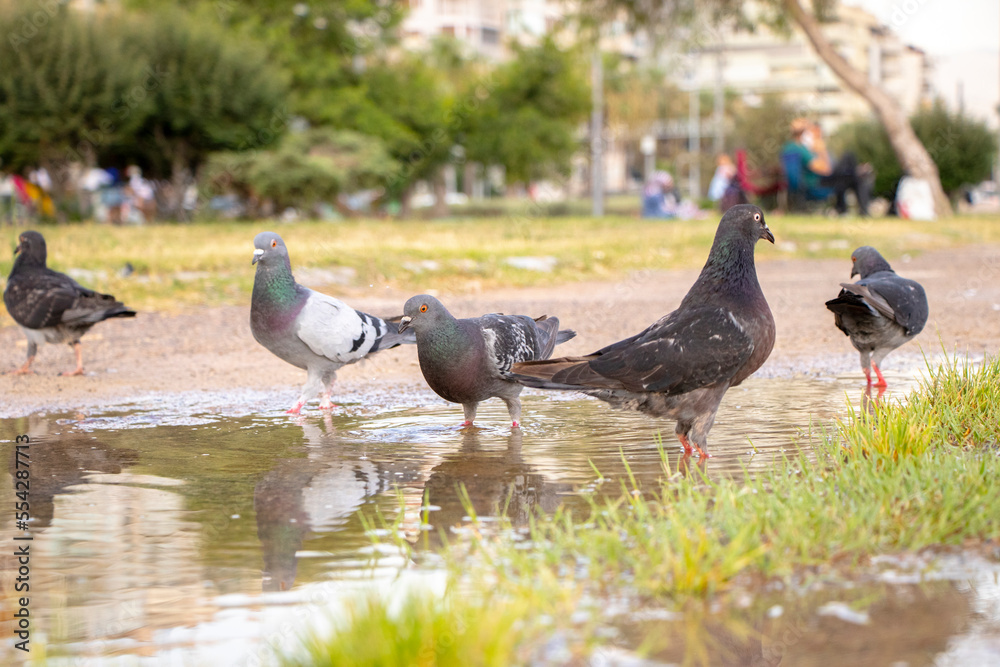 Obraz premium dove, pigeon portrait