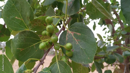 Cordia myxa, Cordia dochotoma plant tree with green hanging fruits closeup shot. 4k clip photo