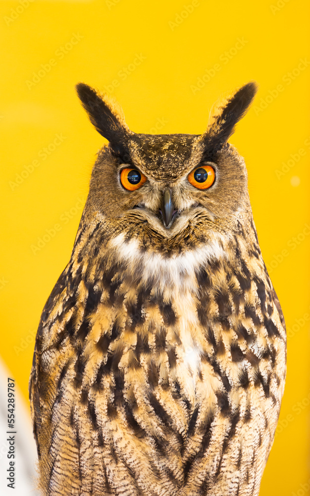 Fototapeta premium Owl closeup looking at the camera. One animal, nobody, concept for wildness and wildlife.