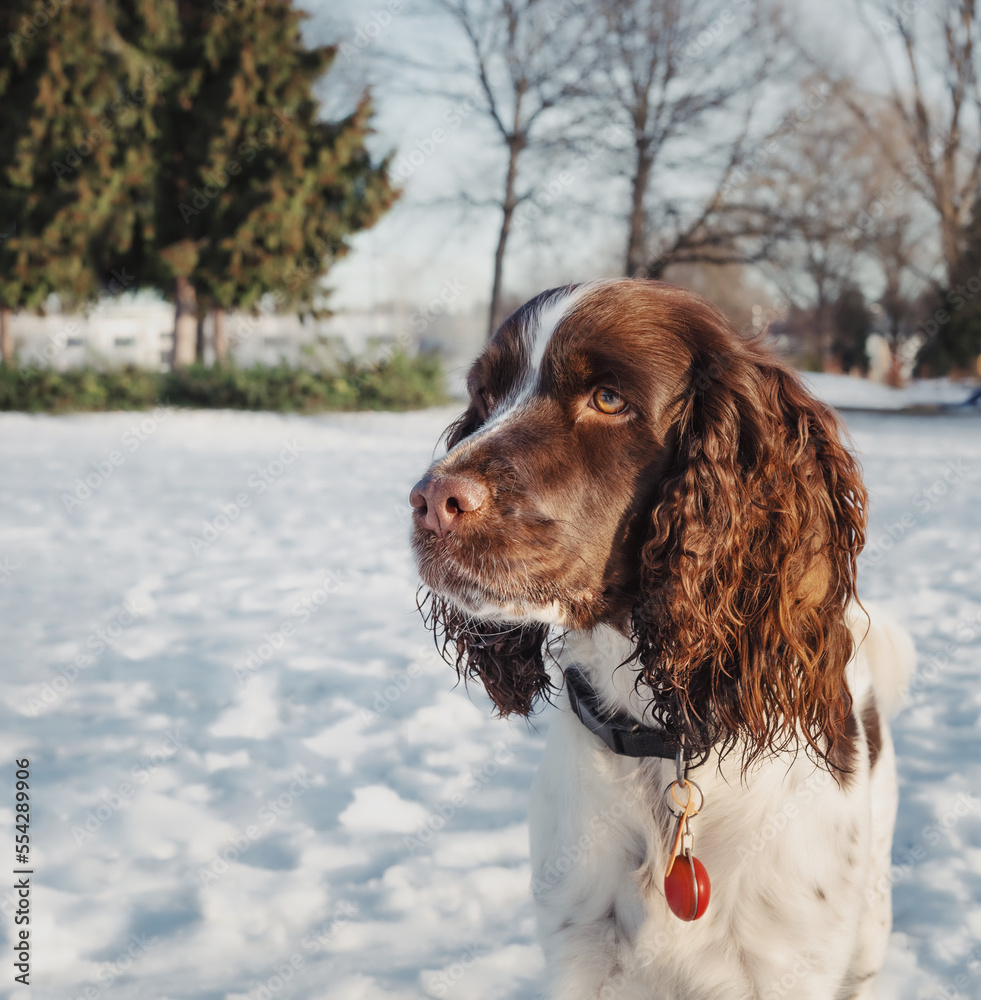 Springer spaniel dog in snow looking at something curiously. Headshot of brown white dog on sunny winter day in the park. 1 year old, liver and white, female springer spaniel dog. Selective focus.