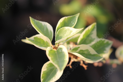 Selective Focus of Leaves on a Branch