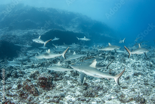 Group of grey reef shark