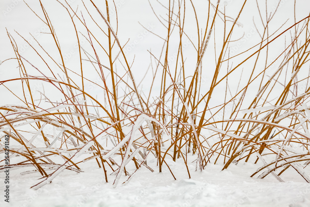 Ice-covered autumn grasses in snow; Sault St. Marie, Michigan, United States of America Ice-covered autumn grasses in snow; Sault St. Marie, Michigan, United States of America