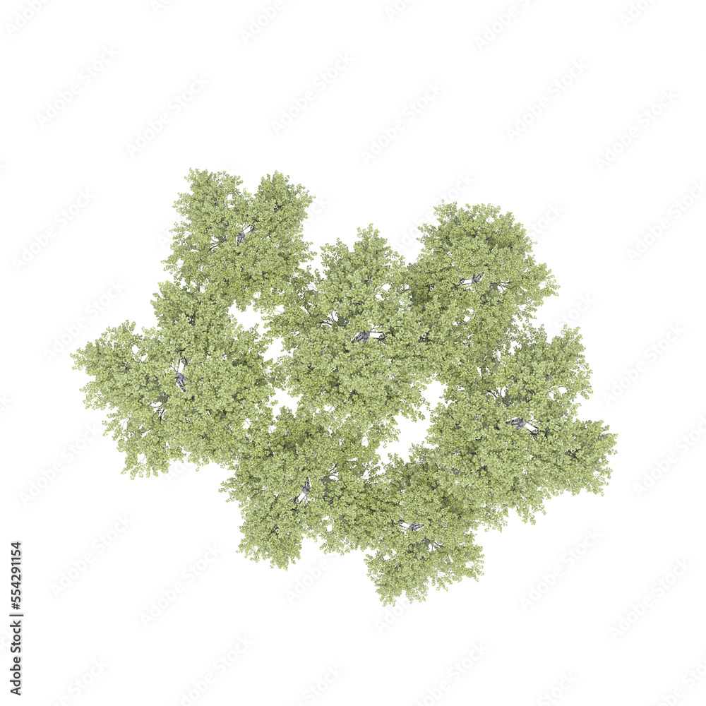 Fototapeta premium group of trees, top view, isolated on white background, 3D illustration, cg render