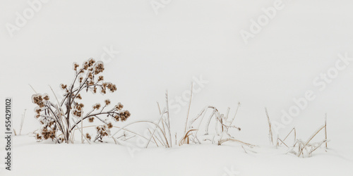 Ice-covered autumn grasses in snow; Sault St. Marie, Michigan, United States of America