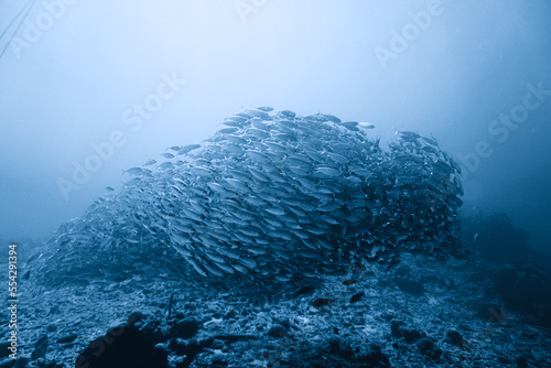 A large bait-ball school of silver fish swimming in the blue waters of the Caribbean sea in Curacao. This group of fishes is better known as bait ball	