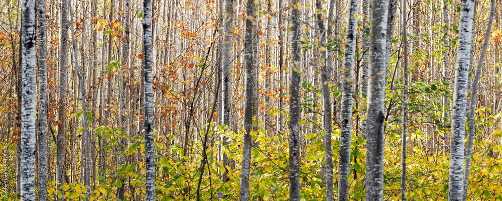 Autumn coloured foliage on the trees in a forest, near Grand Portage; Minnesota, United States of America Autumn coloured foliage on the trees in a forest, near Grand Portage; Minnesota, United States of America