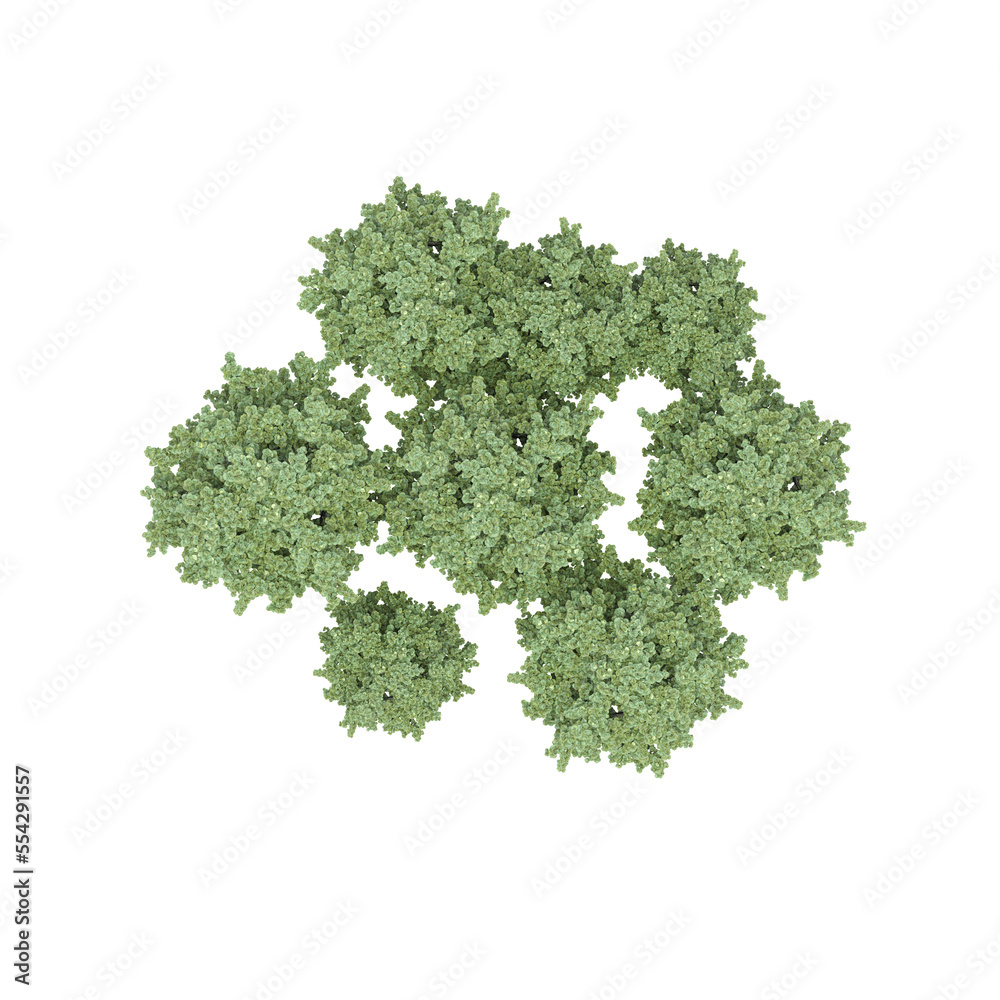 group of trees, top view, isolated on white background, 3D illustration, cg render group of trees, top view, isolated on white background, 3D illustration, cg render