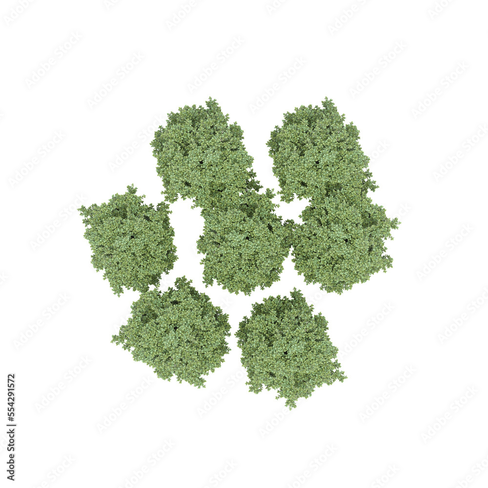 group of trees, top view, isolated on white background, 3D illustration, cg render group of trees, top view, isolated on white background, 3D illustration, cg render