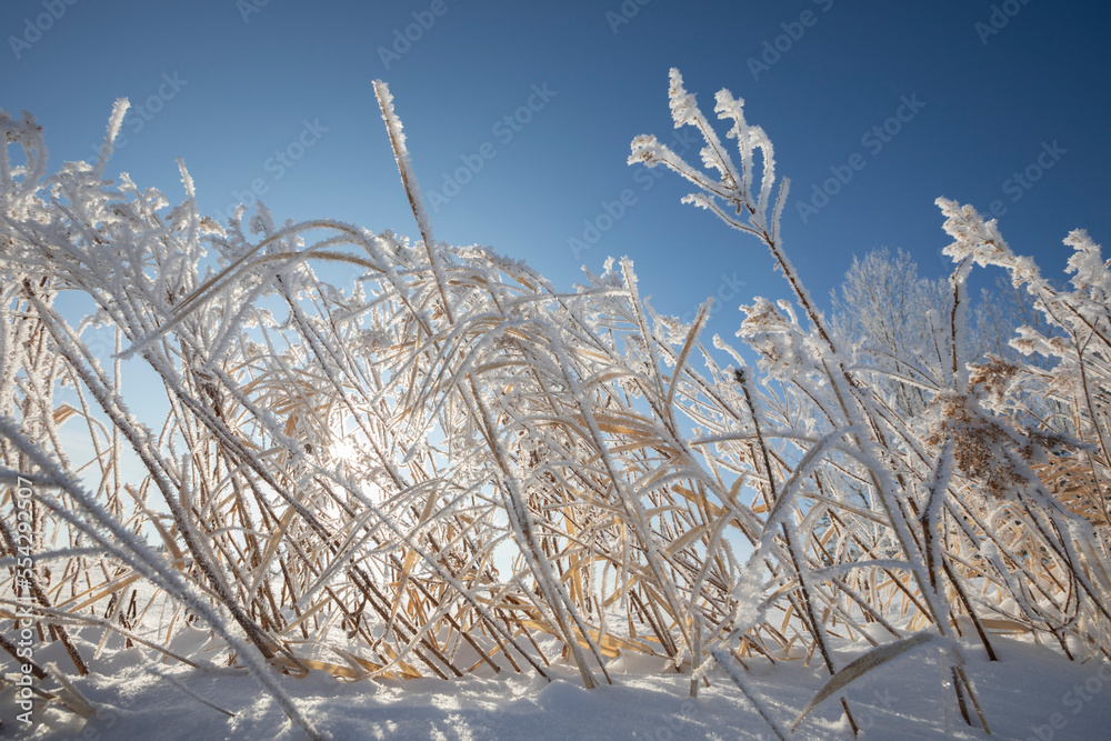 Frost covered grasses, backlit and against a bright blue sky; Thunder Bay, Ontario, Canada Frost covered grasses, backlit and against a bright blue sky; Thunder Bay, Ontario, Canada