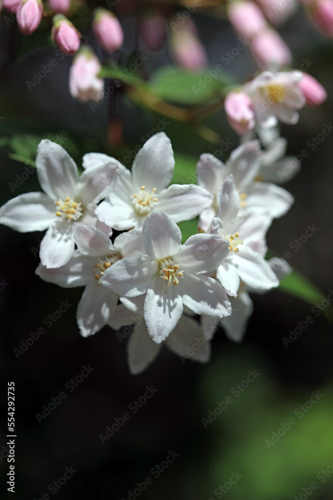 Closeup of Fuzzy Pride of Rochester flowers, Derbyshire England
