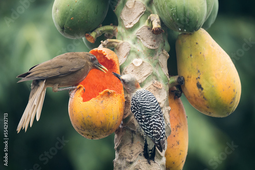 Canvas Print birds sharing a papaya