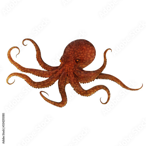 Old Octopus Digital Art By Winters860 Isolated, Transparent Background