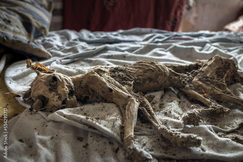 Creepy mummified cat in an abandoned house © Monodio Photography