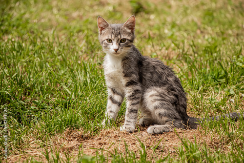 cat, portrait of cute cat