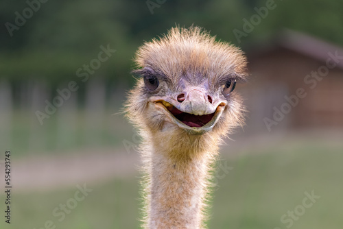 Portrait of a funny ostrich outdoors