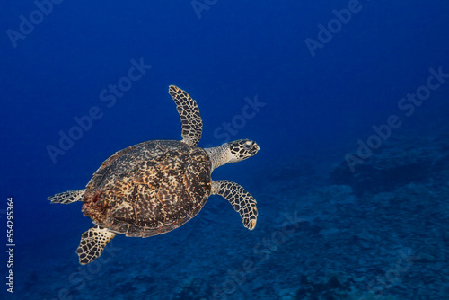 A critically endangered hawksbill sea turtle (Eretmochelys imbricata) glides over a reef off the island of Yap; Pacific Ocean, Yap, Micronesia photo