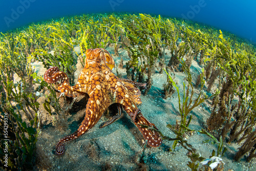 A day octopus (Octopus cyanea) moves through a forest of calcareous algae on the ocean floor; Hawaii, United States of America