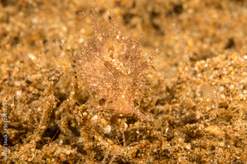 Portrait of the lined sea hare (Stylocheilus striatus) which can be found with or without spots; Philippines Portrait of the lined sea hare (Stylocheilus striatus) which can be found with or without spots; Philippines