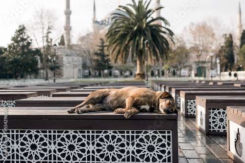Canvas Print dog in the park