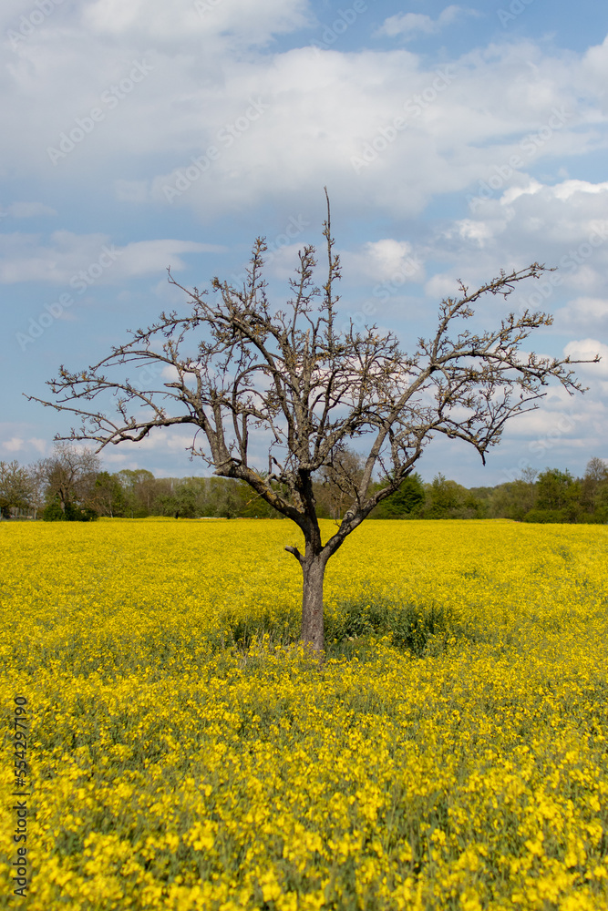 Vertical shot of a blooming tree in a rapeseed field under the sunlight Vertical shot of a blooming tree in a rapeseed field under the sunlight