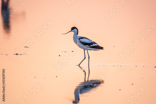 Water bird pied avocet, Recurvirostra avosetta, standing in the water in pink sunset light. The pied avocet is a large black and white wader with long, upturned beak photo